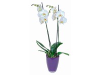 Orchidej Phalaenopsis bílá 2výhonková v lila skleněném květináči