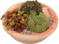 Royal Lemkes Netřesk (Sempervivum), dekorativní miska do exteriéru, pr. 23 cm