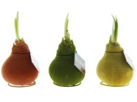 Hvězdník (Hippeastrum hybride) ve vosku Hvězdník (Hippeastrum hybride) ve vosku