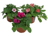 Surfinie (Surfinia) různé odrůdy pr. květináče cca 11 cm