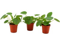 Palačinková rostlina průměr květináče cca 5,5 cm Pilea peperomioides