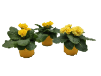 Prvosenka bezlodyžná se zvlněným okrajem květu, mix barev pr. květináče 10,5 cm