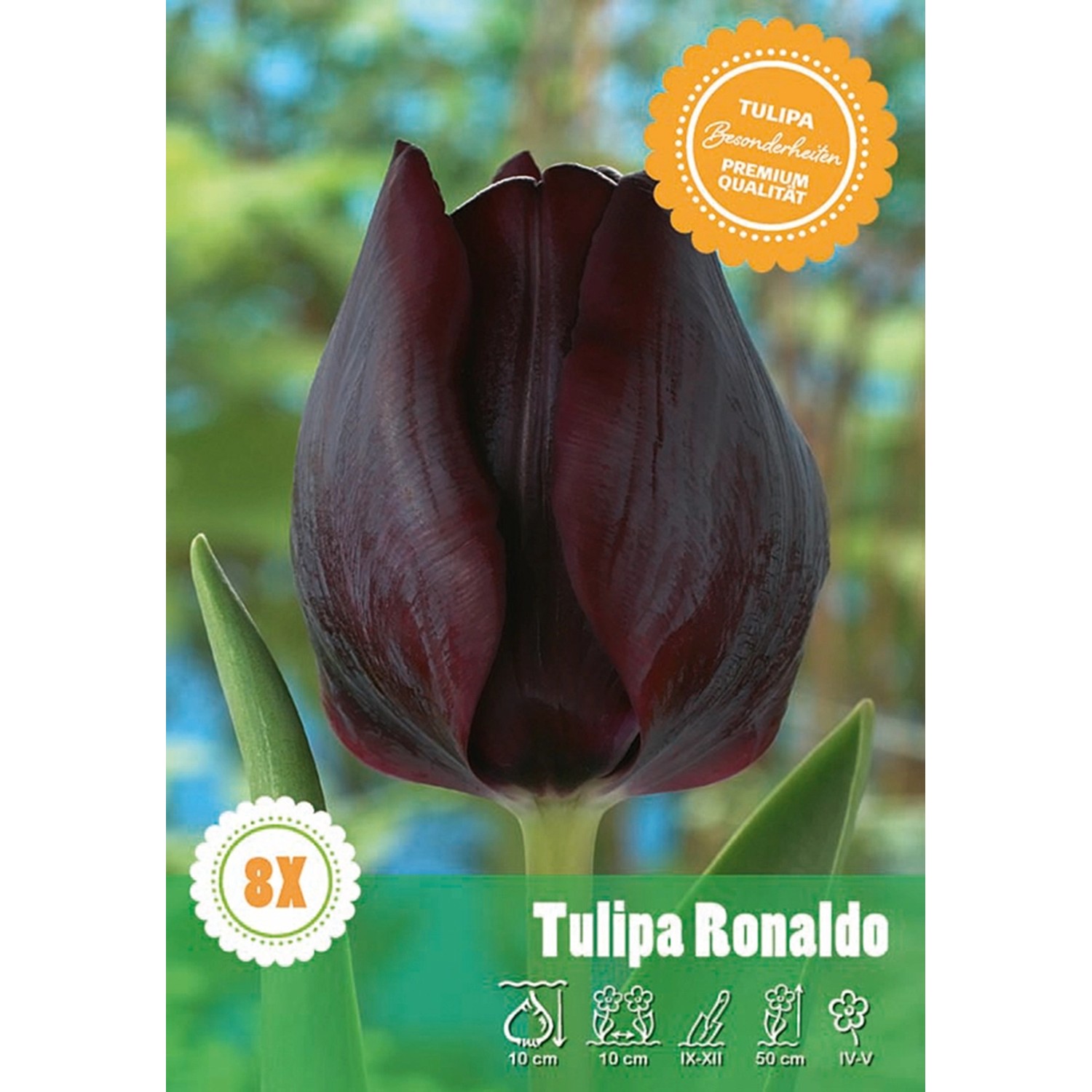 Tulipán Triumph Ronaldo
