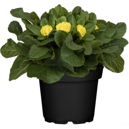 Grow by OBI Prvosenka polštářovitá (Primula acaulis) Dreamer pr. 13 cm