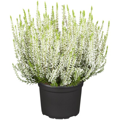 Landgard Vřes obecný (Calluna vulgaris) "Uni GG" pr. cca 9,5 cm