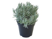Levandule lékařská (Lavandula angustifolia), pr. kv. 14 cm Levandule lékařská (Lavandula angustifolia), pr. kv. 14 cm