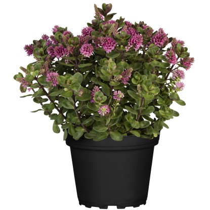 Landgard Hebe Andersonova (Hebe andersonii) "All Blooms" cca pr. 17 cm