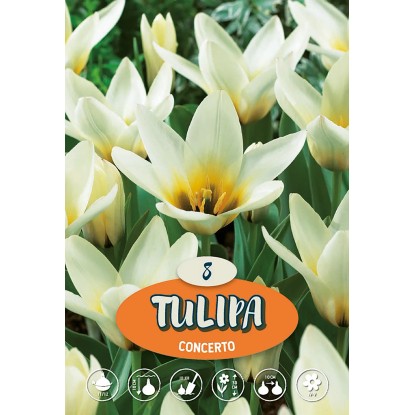 Tulipán "Concerto", bílý, 10 ks
