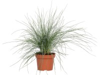 OBI Kostřava popelavá (Festuca glauca) 
