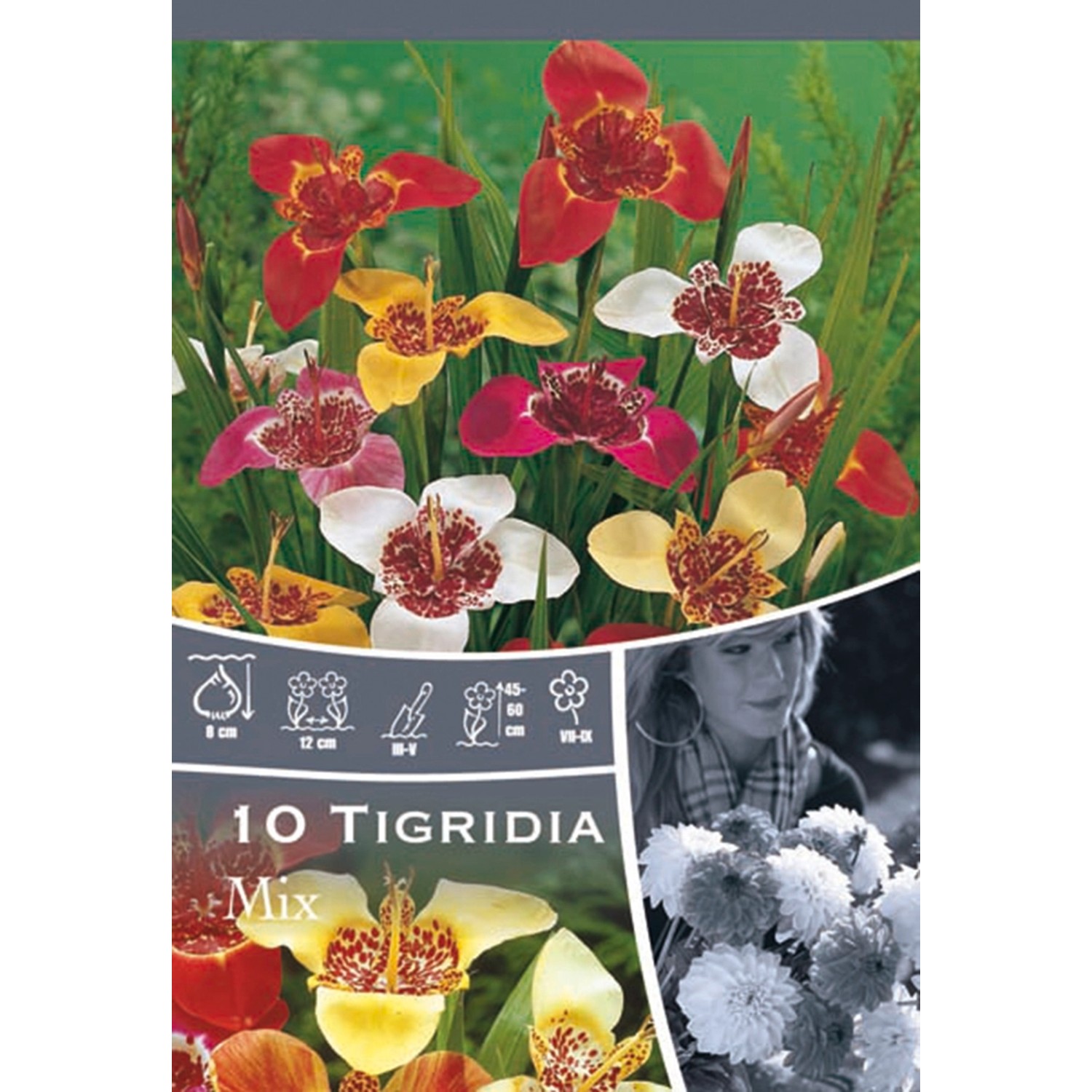 Směs tigridií