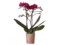 Royal Lemkes Orchidej motýlokvětá (Phalaenopsis)