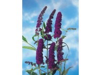 OBI Komule Davidova fialová kontejner cca 3 l OBI Komule Davidova fialová kontejner cca 3 l