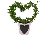 Břečťan v keramickém květináči se srdíčkem pr. květináče cca 12 cm
