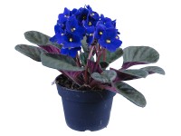 Africká fialka modrá průměr květináče cca 12 cm