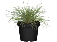 Landgard Smělek sivý (Koeleria glauca) Landgard Smělek sivý (Koeleria glauca)