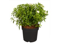 OBI Tavolník (Spiraea) 