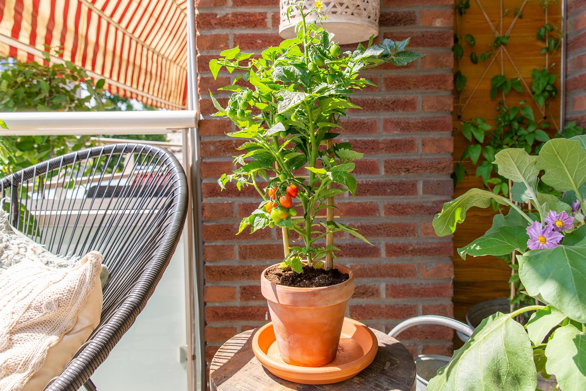 rajce.14 @ GROW by OBI Lilek rajče (Solanum lycop.) Pick&Joy žluté 45-55cm, pr. 14 cm  koupit v OBI