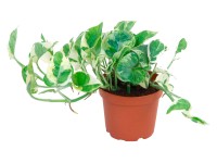 Šplhavník N Joy průměr květináče cca 12 cm Šplhavník N Joy průměr květináče cca 12 cm