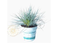 GROW by OBI Kostřava stříbrná (Festuca Glauca) 