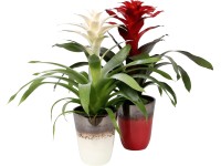 Aranžmá guzmánie v keramice, průměr květináče cca 13 cm Aranžmá guzmánie v keramice, průměr květináče cca 13 cm