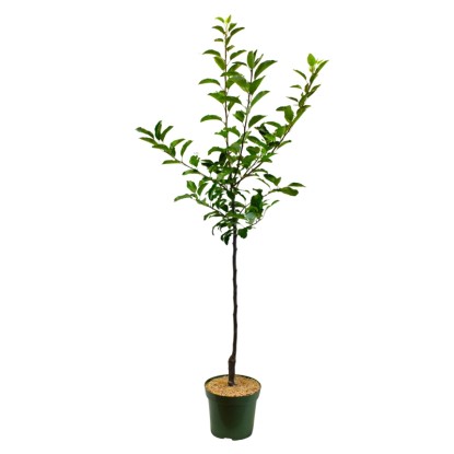 Bio jabloň domácí (Malus domestica) "Topaz", výška cca 100-120 cm, kv. 7 l