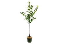 Bio jabloň domácí (Malus domestica) 