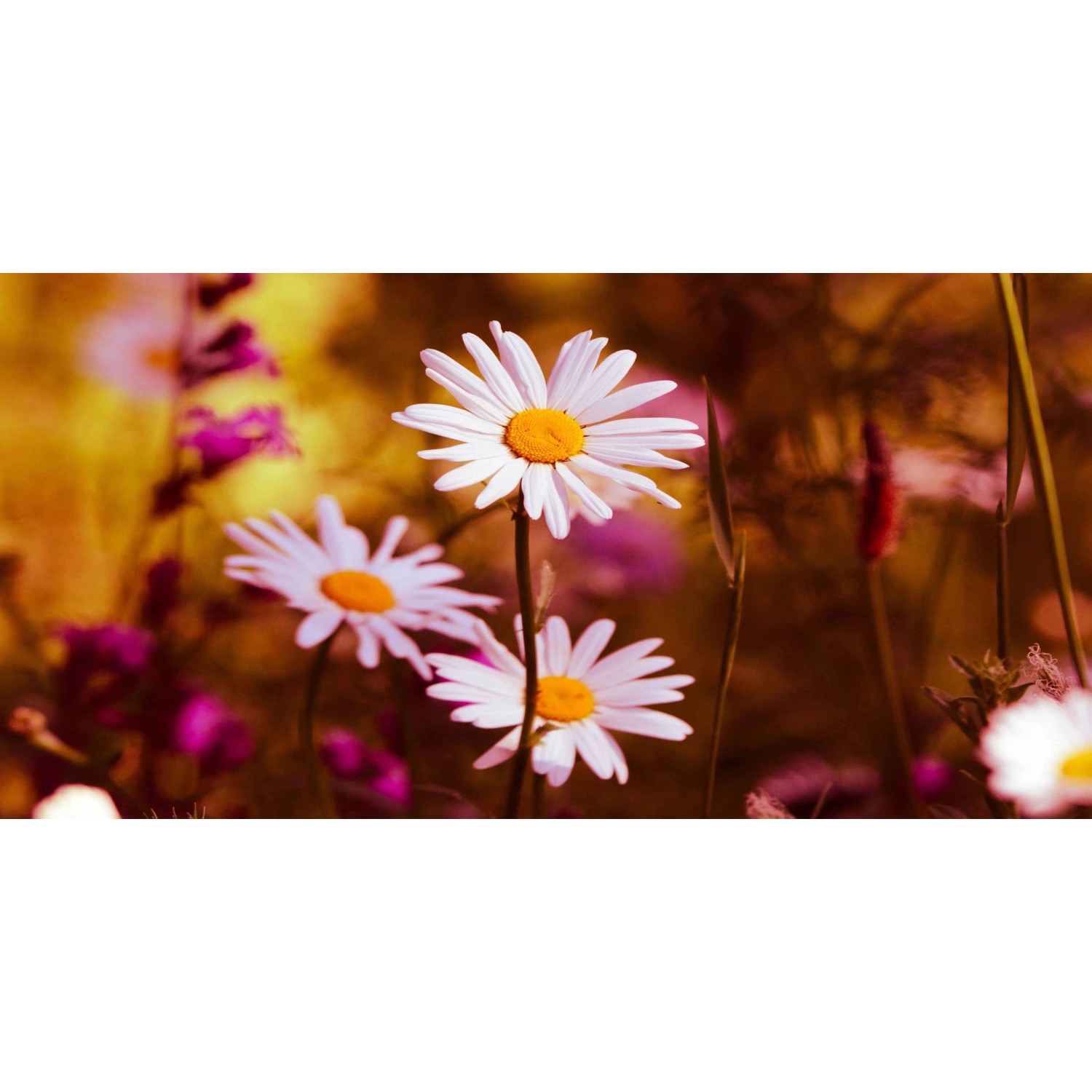 Bondecor Obraz, tištěné plátno Style 50 x 100 cm