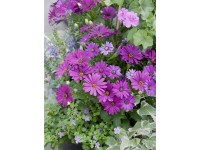 Paprskovka průměr květináče cca 12 cm