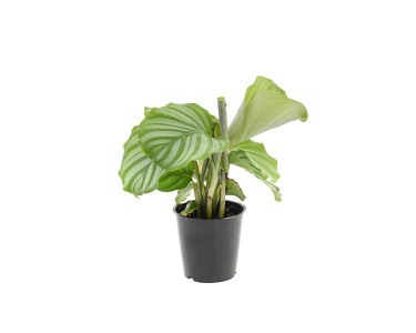 Kaltea Orbifolia (Calathea), pr. kv. 12 cm