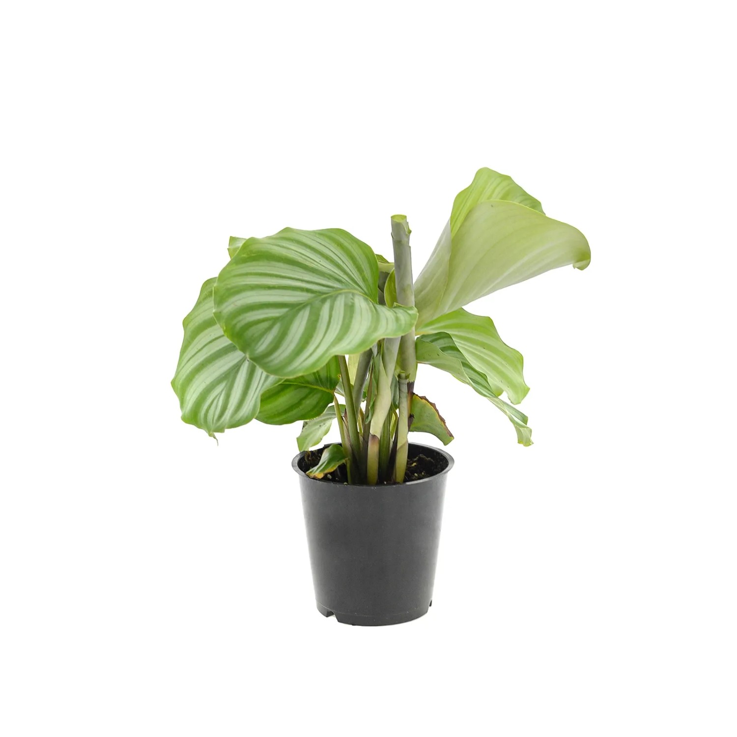 Kaltea Orbifolia (Calathea), pr. kv. 12 cm