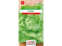 Semínka Salát hlávkový ozimý (Lactusa sativa)