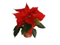 CZ-Flora Pryšec nádherný 