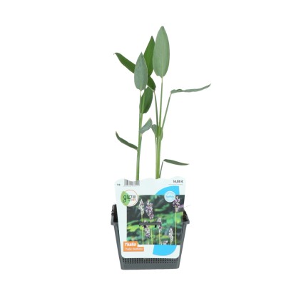 GROW by OBI Thálie pobílená (Thalia dealbata) pr. cca 18 cm