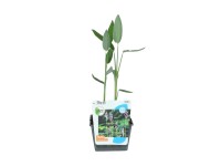 GROW by OBI Thálie pobílená (Thalia dealbata), pr. 18 cm GROW by OBI Thálie pobílená (Thalia dealbata), pr. 18 cm