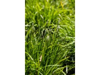 Grow by OBI Pěchava  Hybrid pr. kv. 19 cm