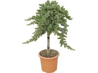 OBI Cypřišovec Leylandův OBI Cypřišovec Leylandův