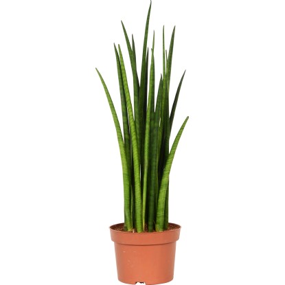 Bucularis pr. květináče cca 13 cm