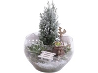 Zimní aranžmá cypřišku, hvězdníku a dužnatky ve skleněné váze, pr. 25 cm