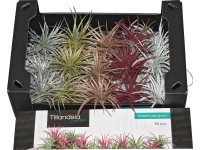 Tillandsie různé barvy volná různé druhy Tillandsie různé barvy volná různé druhy