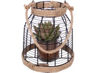 Aranžmá s echevérií pr. květináče cca 22 cm