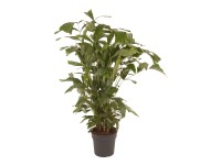 Palicha jemná (Caryota mitis), výška cca 155-165 cm, pr. kv. cca 31 cm Palicha jemná (Caryota mitis), výška cca 155-165 cm, pr. kv. cca 31 cm