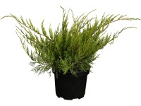 OBI Jalovec prostřední 