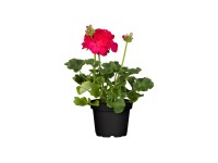 Muškát vzpřímený-Pelargonie páskatá (Pelargonium zonale) různé druhy pr. 10,5 cm