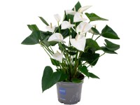 OBI Toulitka Andréova (Anthurium andreanum) bílá výška 60-70 cm, pr. květ. 17 cm