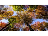 Bondecor Obraz, tištěné plátno Příroda 80 x 150 cm