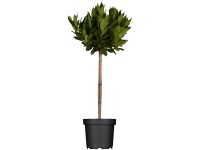 Landgard Vavřín vznešený (Laurus nobilis) cca výška 125-150 cm, pr. 30 cm