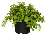 Pepřinec trpaslicí (Peperomia rotundifolia), výška cca 20 cm, pr. 12 cm