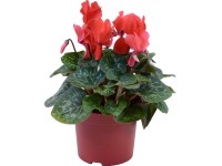 Brambořík velkokvětý červený Midi průměr květináče cca 12 cm