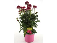 GROW by OBI Třapatka nachová (Echinacea purpurea) mix výška cca 28 cm