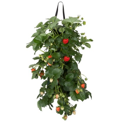 Jahodník velkoplodý (Fragaria) v záv. květináči, cca 45-50 cm, pr. kv. cca 15 cm